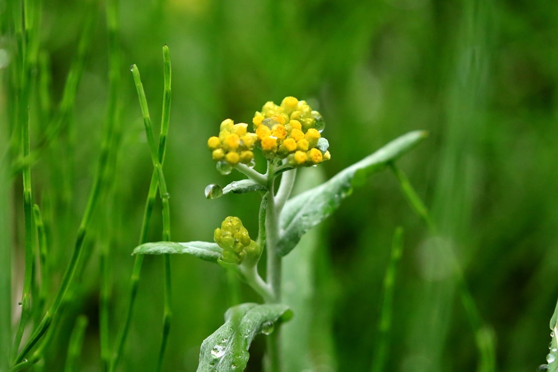春の野の黄色い花 ①・・綺麗な雑草たち・・キンラン、カタバミ、ヘビイチゴ、ウマノアシガタ・・ QTQ「独りよがり