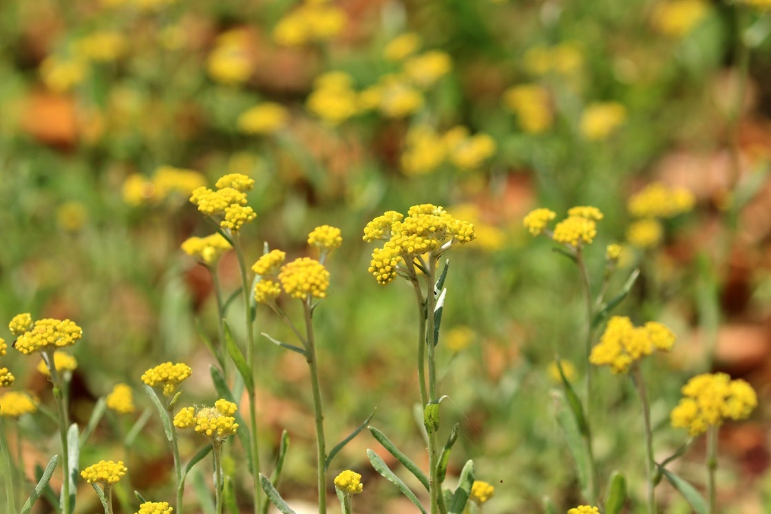 春の野の黄色い花 ①・・綺麗な雑草たち・・キンラン、カタバミ、ヘビイチゴ、ウマノアシガタ・・ QTQ「独りよがり