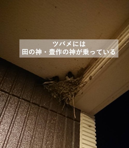 を 家 ツバメ 作る が 巣