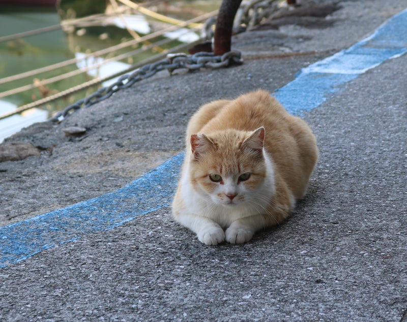 尻尾のない猫 猫の島 青島物語
