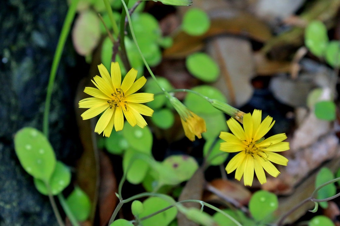 春の野の黄色い花 ②・・綺麗な雑草たち・・ブタナ、オニタビラコ、ノゲシ、オニノゲシ、オオジシバリ QTQ