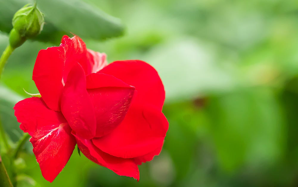 一輪の赤き薔薇の花 | 西の京散歩