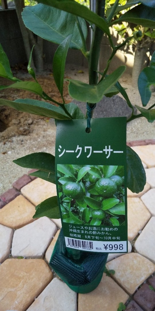 シークヮーサー苗木を買った日 | monco-2019のブログ