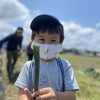 泉州タマネギ、エコ栽培を体験しようの画像