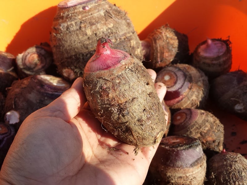 里芋 セレベス の植え付けと実験の思い出 ニャハハの家庭菜園 ポタジェと水耕栽培