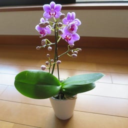 画像 アートグリーンの株主優待 の記事より 6つ目