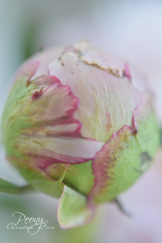 芍薬～peony～蕾から咲くまで♩ | 東京 世田谷区|千歳烏山・成城学園前 