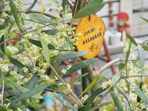 オリーブ品種別開花後の受粉の通信簿 Olivegardening With Succulent