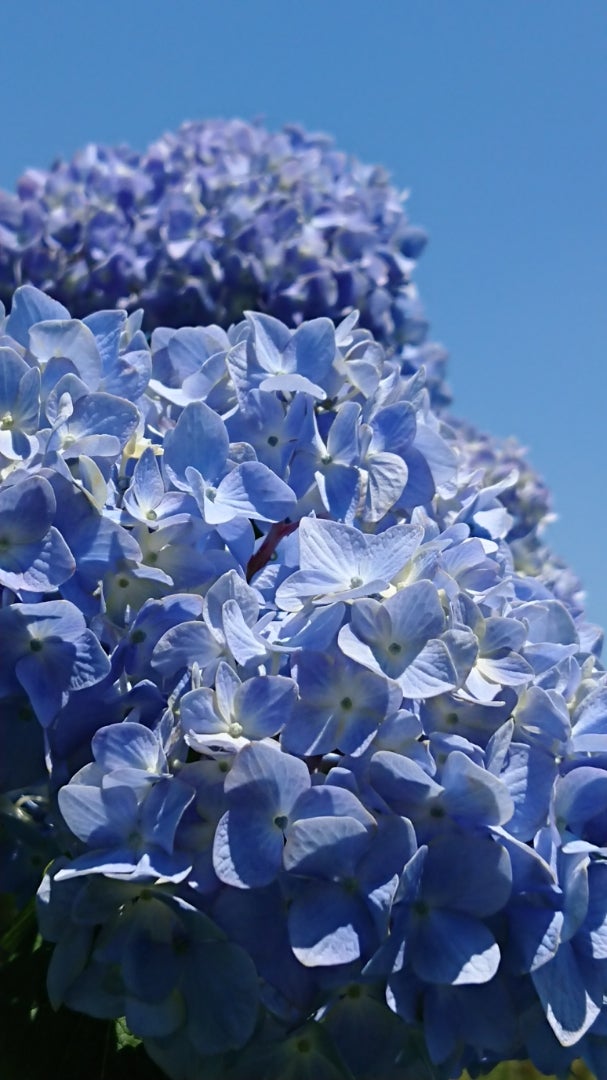 アジサイ 紫陽花 季節の花と花言葉 Kensan 0427さんのﾌﾞﾛｸﾞ