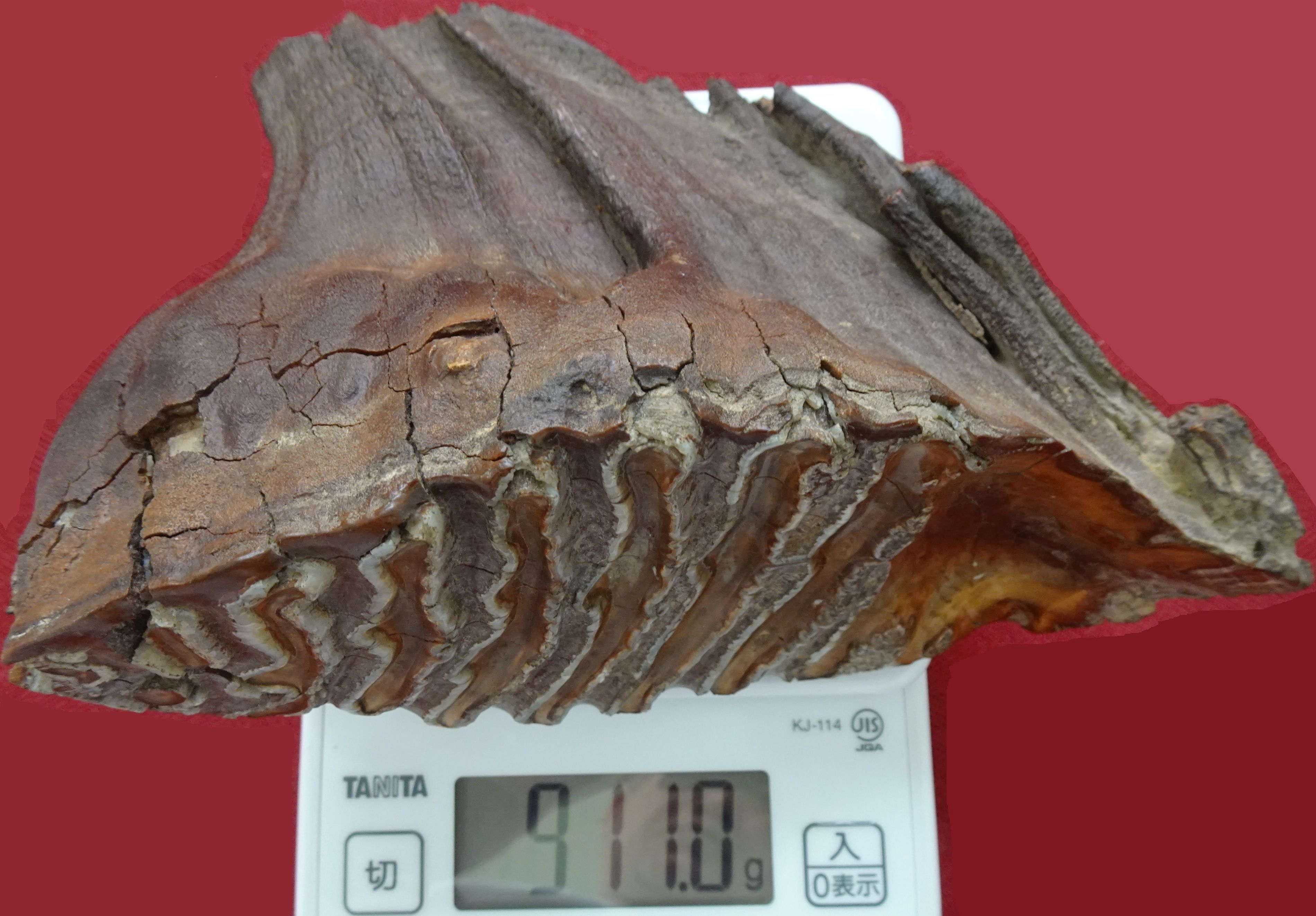 ナウマンゾウ? 臼歯化石 | minyi517のブログ