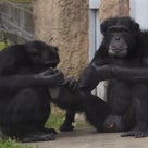 のんほい､フェネック、チンパンジーとキリンの親子、長い舌5月26日の記事より