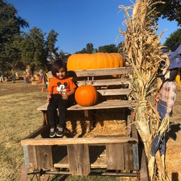 画像 サンディエゴ  『Bates Nut Farm』 pumpkin patch 2019 の記事より 11つ目