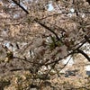 あのね・・・今日は母親大会記念日の画像