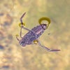 マツモムシ　足立区生物園の画像