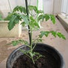 野菜の苗が大きく育つ！！の画像