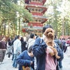 【犬と旅行おすすめスポット】日光東照宮わんこも一緒に世界遺産の画像