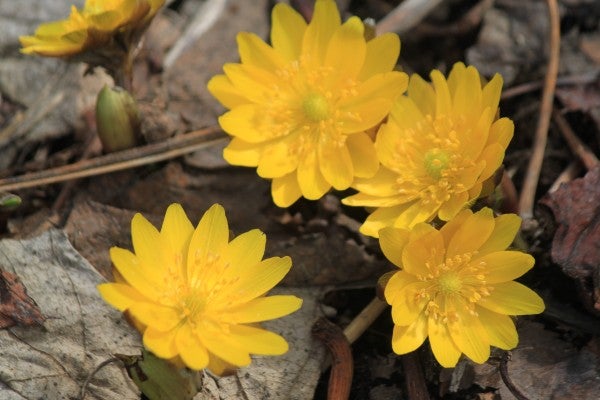 春に咲く黄色い花 山野草を中心として リタイアライフのつぶやき