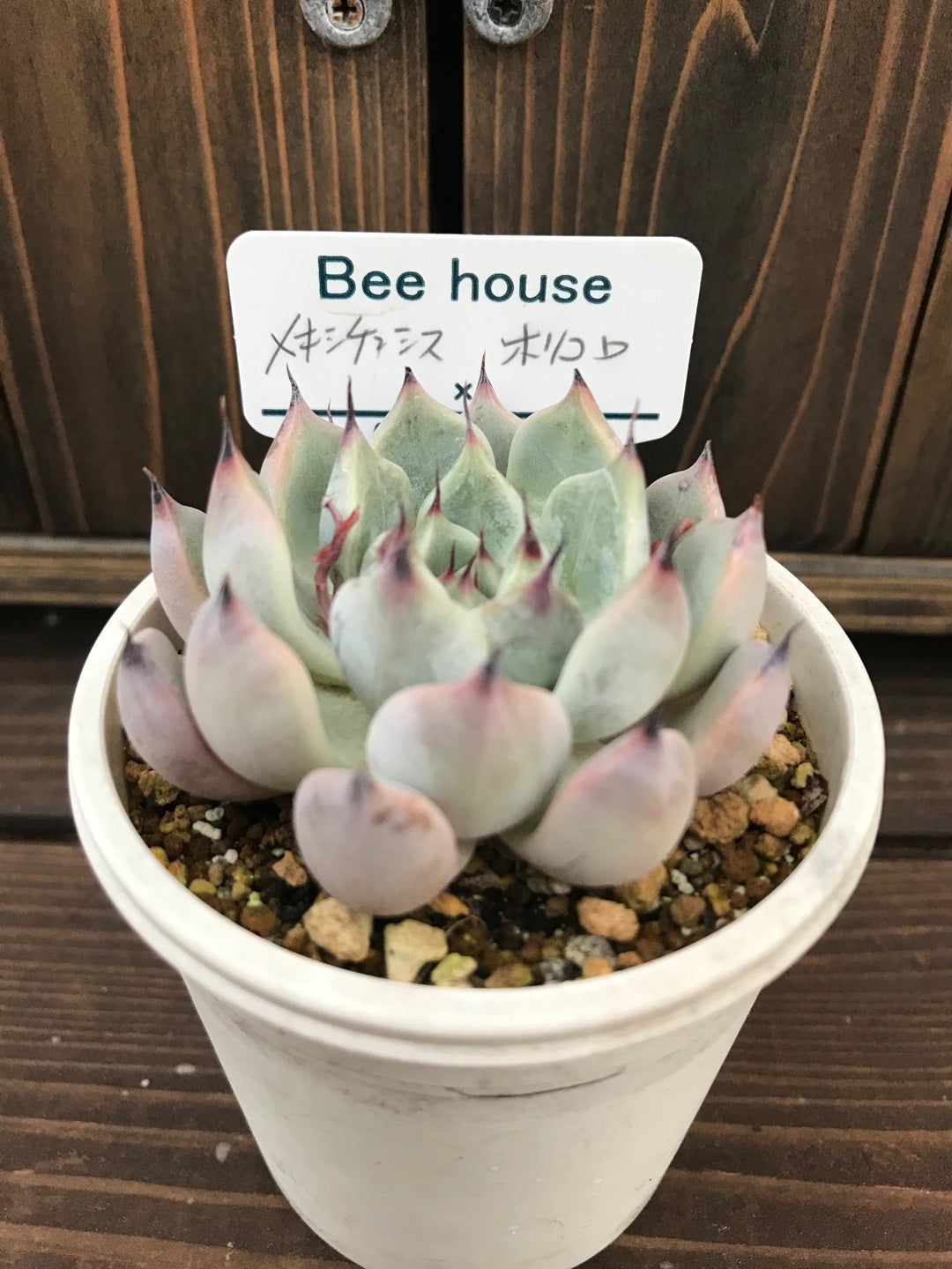 多肉植物 Beehouse ホリコロ - 植物/観葉植物 多肉植物 Beehouse ホリコロ - 植物/観葉植物