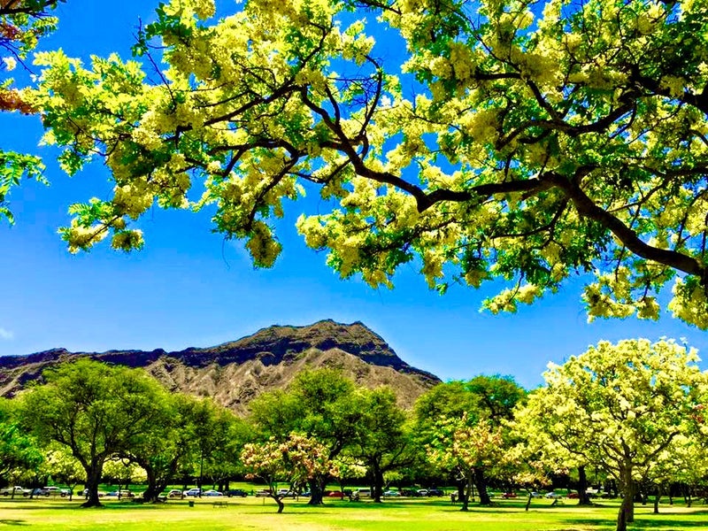 ハワイの思い出 シャワーツリーが満開の6月 Happy海外生活 In ノースウェスト アーカンソー