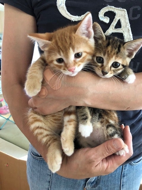 我が家に子猫がやって来たの記事画像