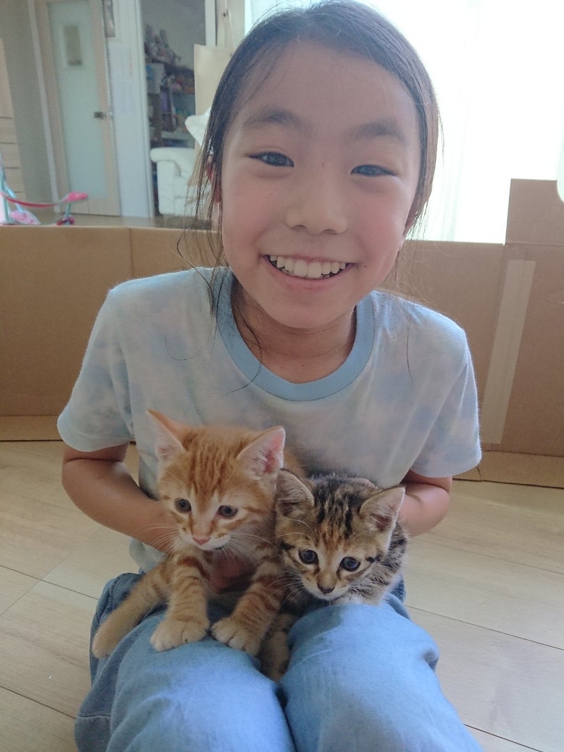 我が家に子猫がやって来たの記事画像