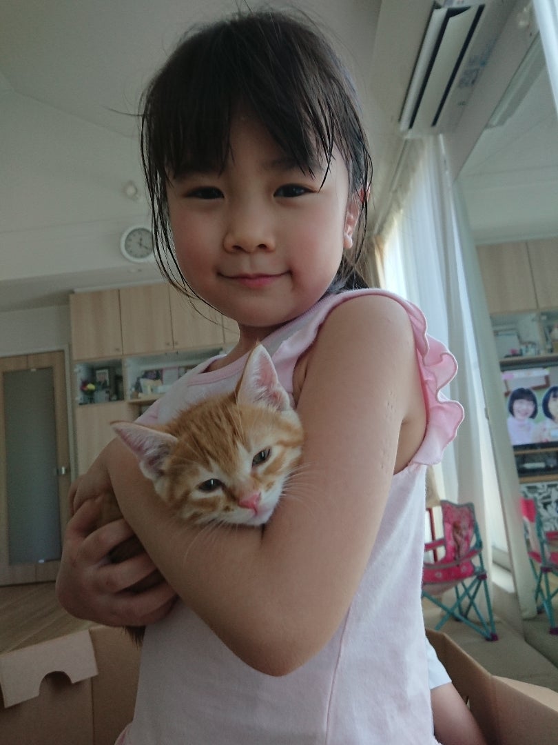 我が家に子猫がやって来たの記事画像