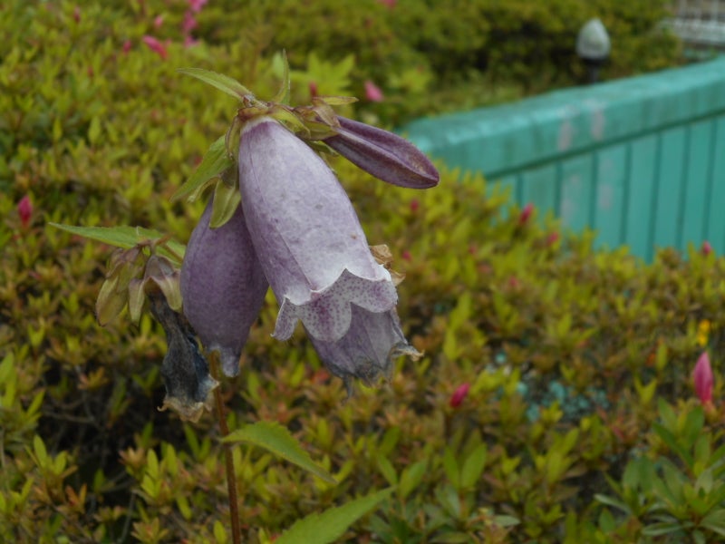 薄紫の ホタルブクロ 花や風景の写真便り