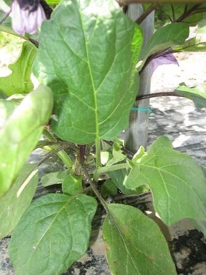 接ぎ木茄子苗の脇芽欠き Chuchuのブログ 接ぎ木茄子苗の脇芽欠き Chuchuのブログ
