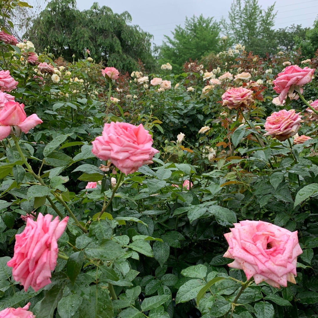 バラと紫陽花の記事画像