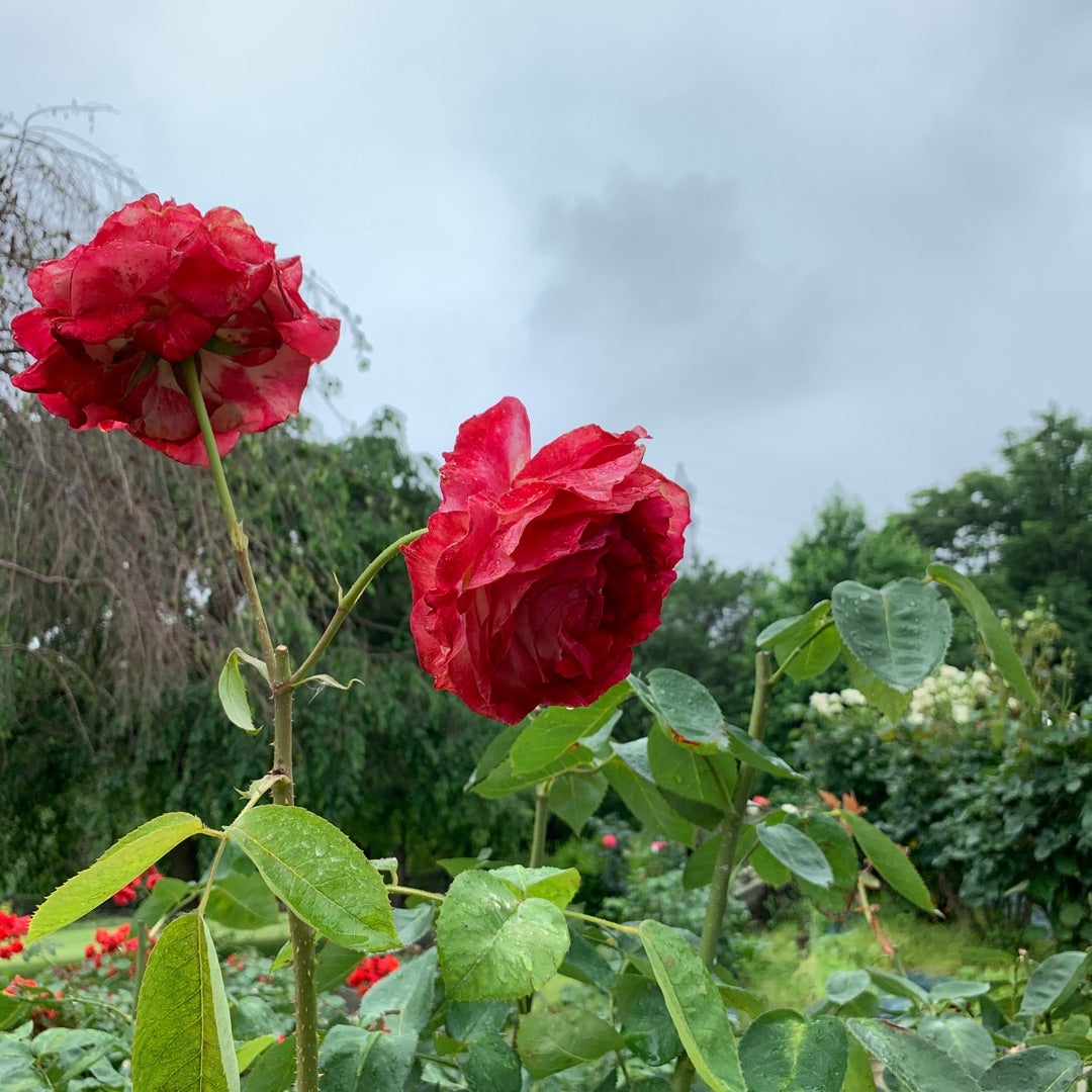 バラと紫陽花の記事画像