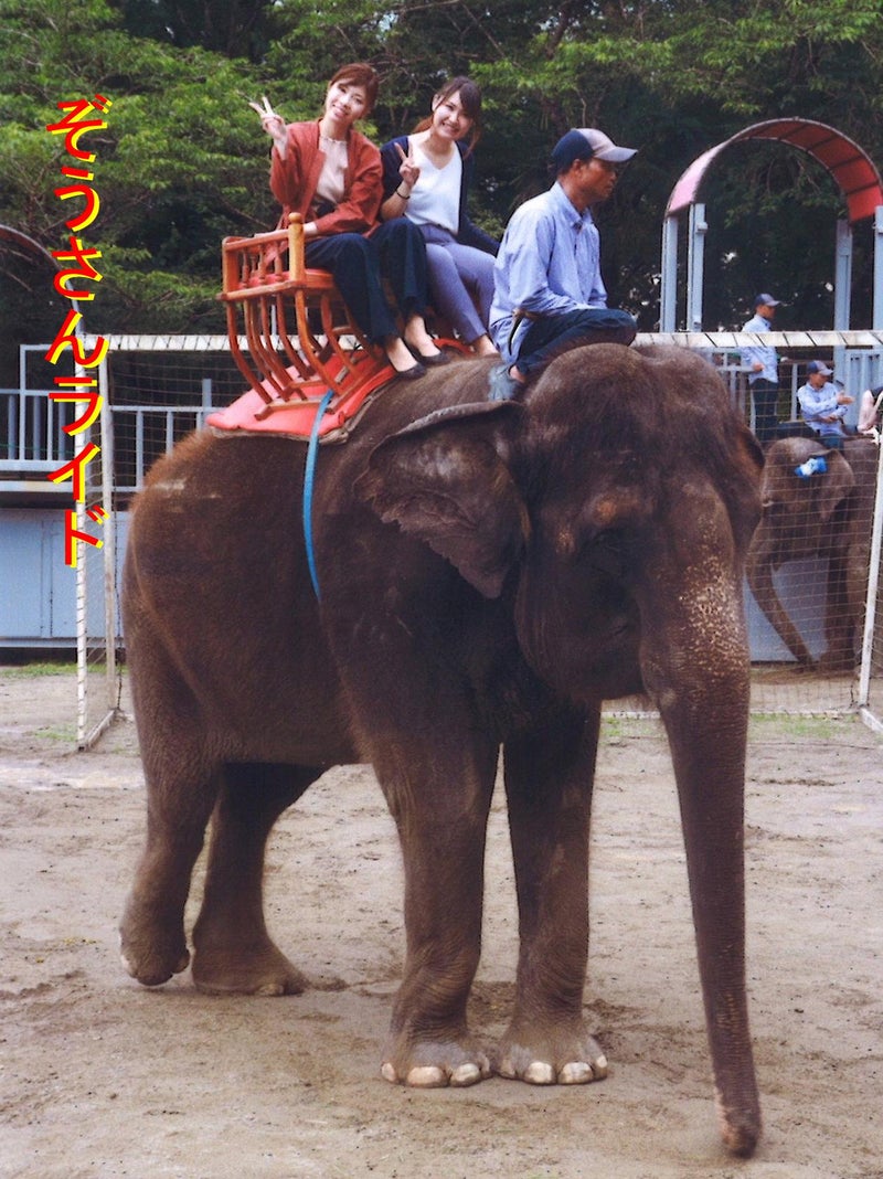 市原ぞうの国で象に乗る 象さん可愛いね 西村治彦の日記