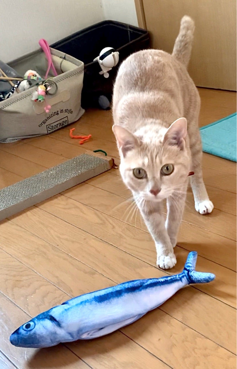 めっちゃリアルに動く魚のおもちゃにギョギョ！ | KOYUMIN CAFE☆