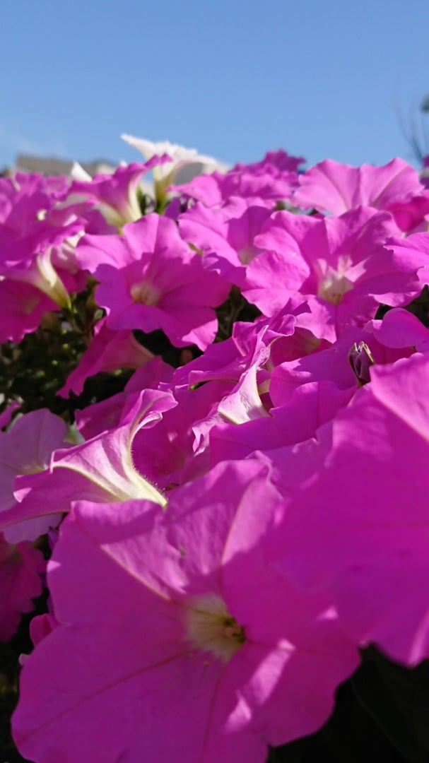 ペチュニア サフィニア 季節の花と花言葉 Kensan 0427さんのﾌﾞﾛｸﾞ