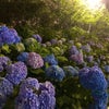 紫陽花祭りの画像