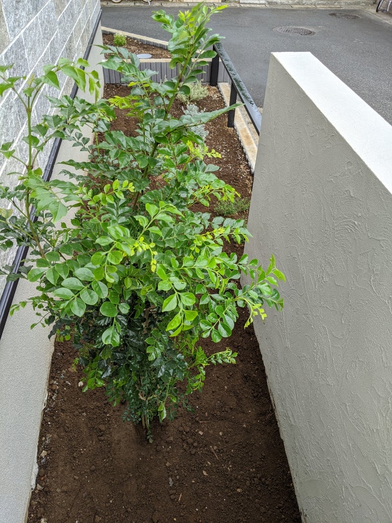 シンボルツリー 半日陰にシマトネリコを植える 素人が試行錯誤するいちからの庭づくり
