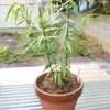 実生桃の鉢増しの画像