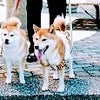 マルワジム横浜　柴犬の画像