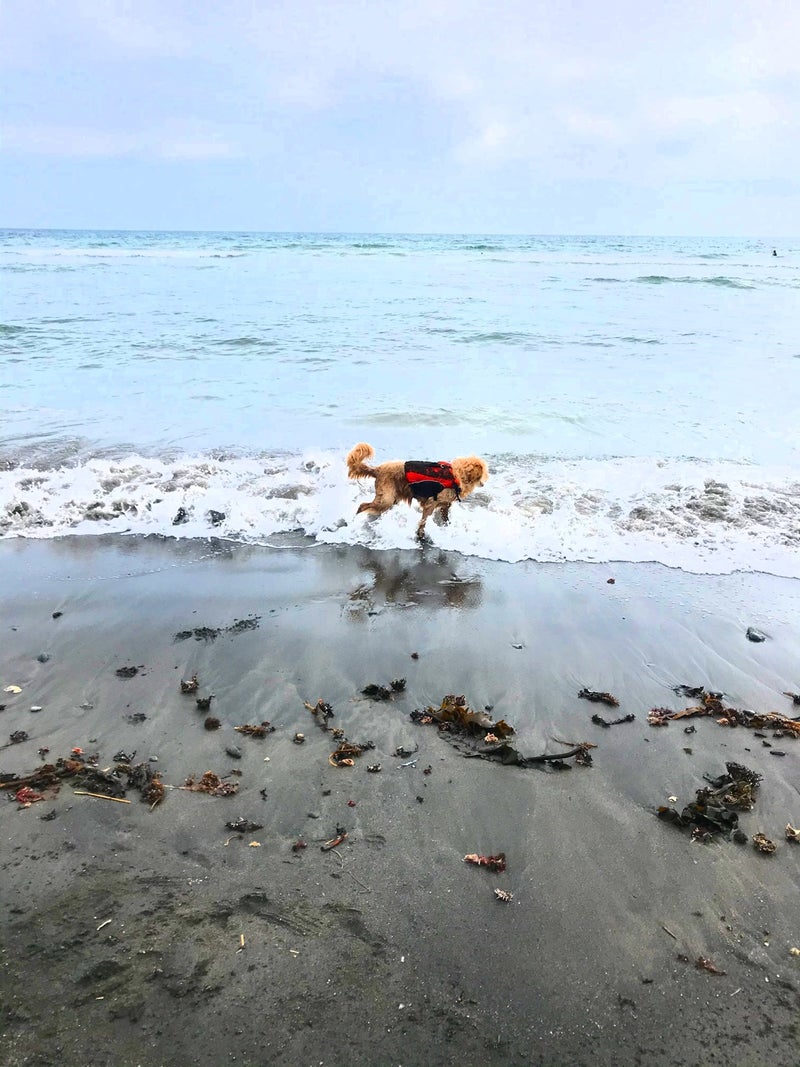 七里ヶ浜海散歩 犬バカ美容師のアルフ美容室 鎌倉山