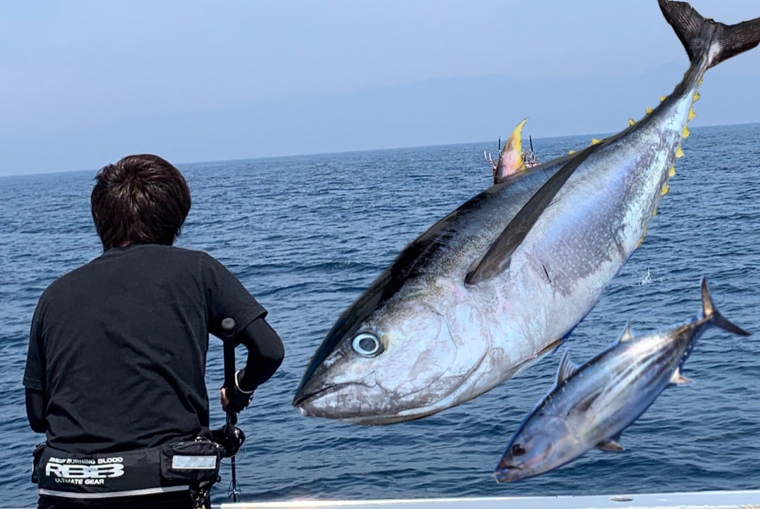 相模湾のキハダマグロ・カツオ釣りで使うルアーの選び方、おすすめの 