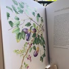 イチヂク、綺麗。昔の人の植物画がわたしは好き。このKEW王立植物園の画集には、大...の記事より