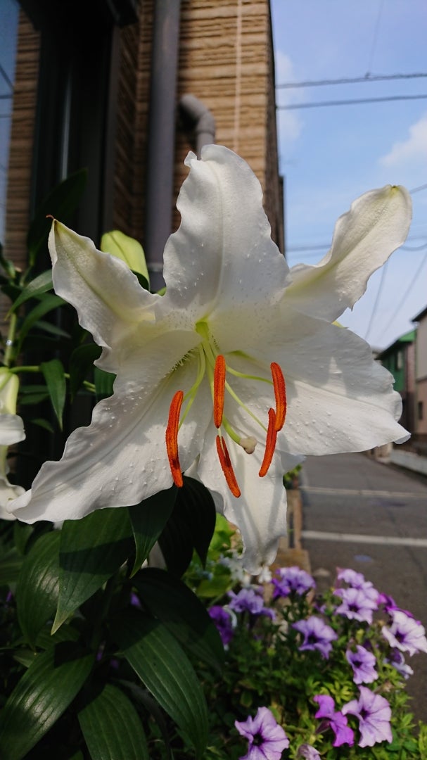 カサブランカ 季節の花と花言葉 Kensan 0427さんのﾌﾞﾛｸﾞ