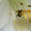 ユリとスズメバチの画像