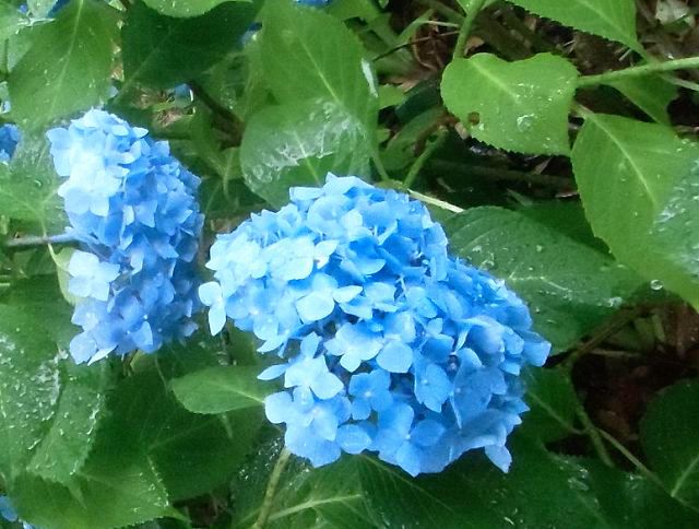 本日のMy 短歌［おのずから雨を呼びたる紫陽花のさらなる青にしずくきらめく］ 俳句でＤiary ─ できるかな？