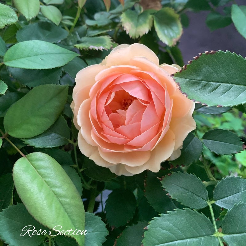 2番花で旬なバラの色合わせ スタッフkの庭から 名古屋のバラ苗専門店ローズセクションのブログ