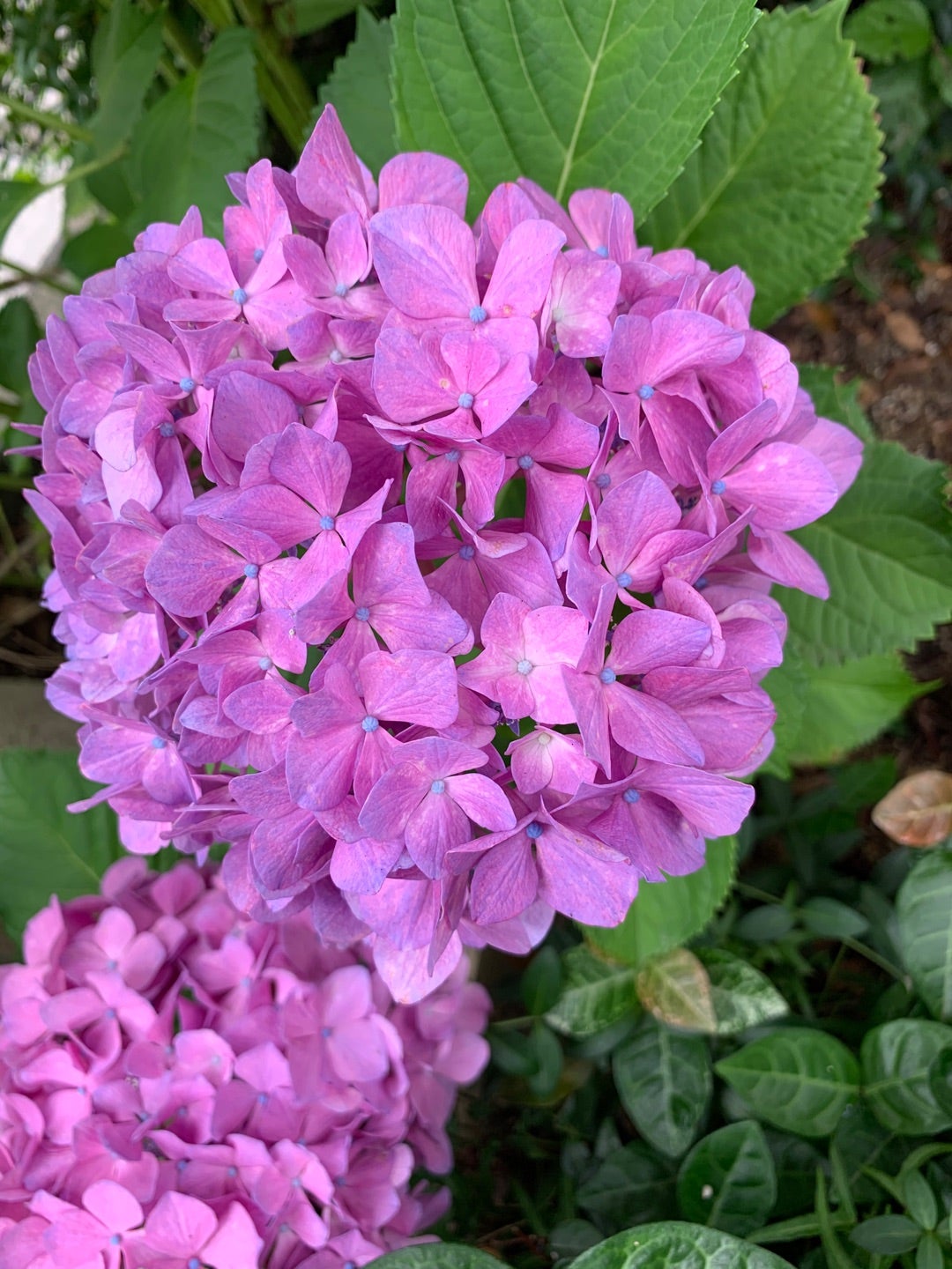 紫陽花の記事画像