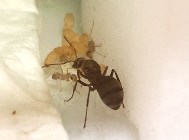 働きアリの誕生 親子で昆虫採集 飼育日記 大阪