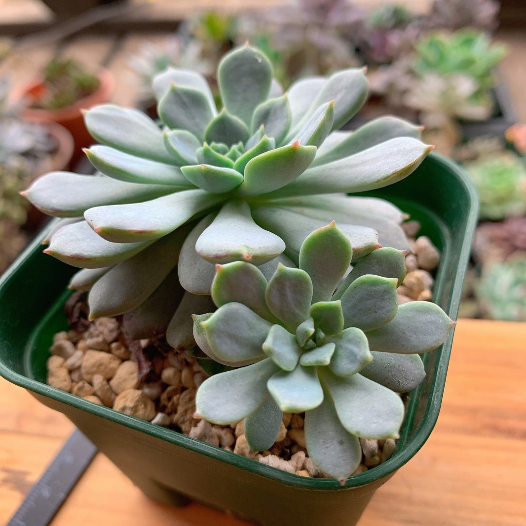 特価品6) エコラッテ ◇多肉植物◇メーカー公式 centaralata.ba