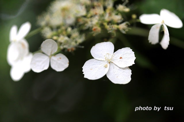 夏に咲く野の花 ツルアジサイ 蔓紫陽花 Tsuzuki Amebaのブログ