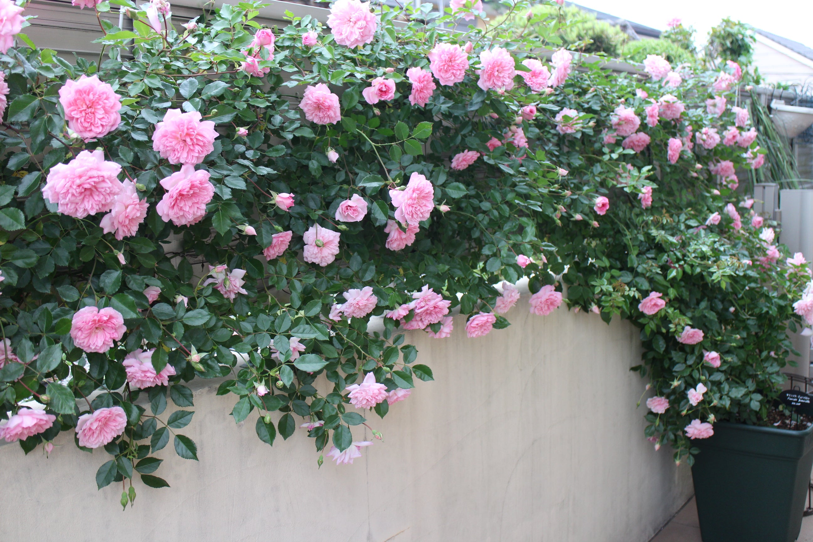 つるバラの魅力は鉢植えでも楽しめます 名古屋のバラ苗専門店ローズセクションのブログ
