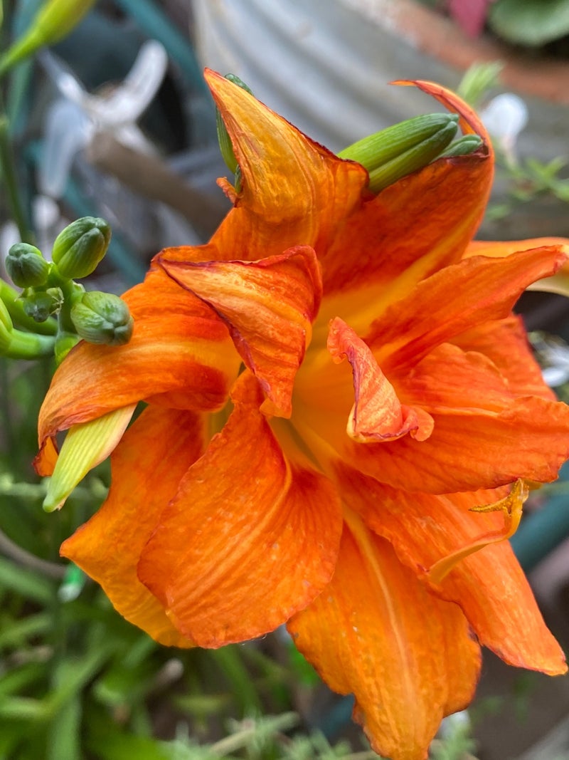名前が分からない オレンジ色のお花 レタスままのブログ